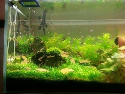 魚缸綠苔最怕三個東西（魚缸綠苔最怕三個東西最怕三個東西） 魚缸綠苔最怕三個東西（魚缸綠苔最怕三個東西最怕三個東西） 魚缸百科 第3張