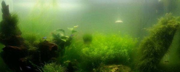 魚缸綠苔最怕三個東西（魚缸綠苔最怕三個東西最怕三個東西） 魚缸綠苔最怕三個東西（魚缸綠苔最怕三個東西最怕三個東西） 魚缸百科 第4張
