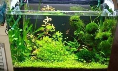 魚缸綠苔最怕三個東西（魚缸綠苔最怕三個東西最怕三個東西） 魚缸綠苔最怕三個東西（魚缸綠苔最怕三個東西最怕三個東西） 魚缸百科 第5張