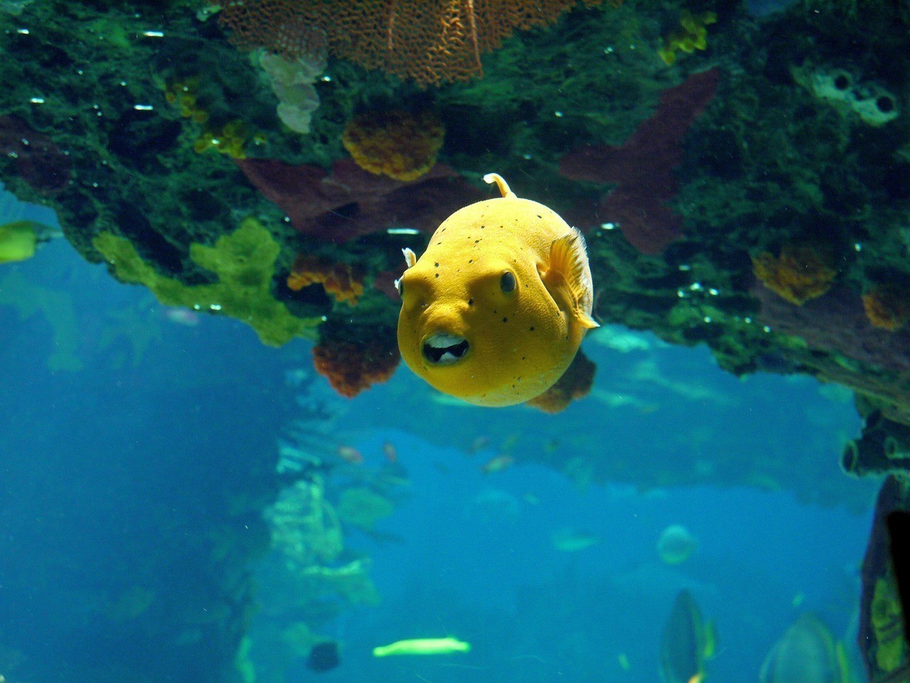 陸良縣曾小蘋水族館 陸良縣曾小蘋水族館 全國水族館企業名錄