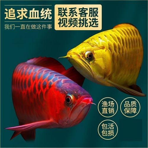 高背金龍魚有藍底嗎圖片大全 龍魚百科 第19張 高背金龍魚有藍底嗎圖片大全 高背金龍魚有藍底嗎圖片大全 龍魚百科 第19張