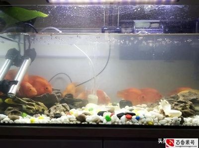 魚缸水渾濁怎么變清快速解決（魚缸水渾濁怎么變清）