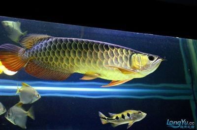 龍魚怎么樣算側游呢：如何判斷龍魚側游