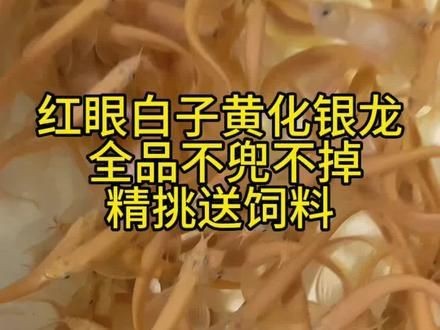 紅眼黃化白子銀龍 紅眼黃化白子銀龍 龍魚論壇 第8張