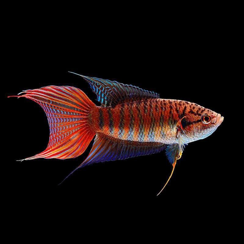 斗魚圖片