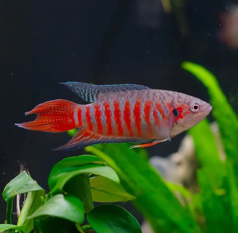 斗魚圖片