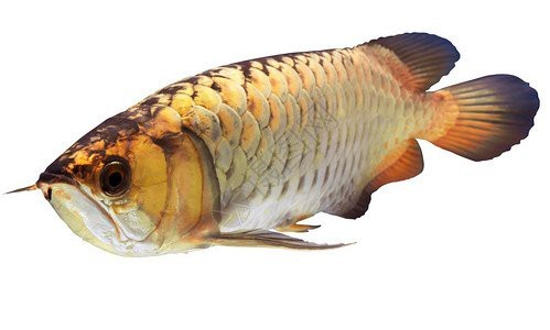 金龍魚壁紙有哪些高清版本