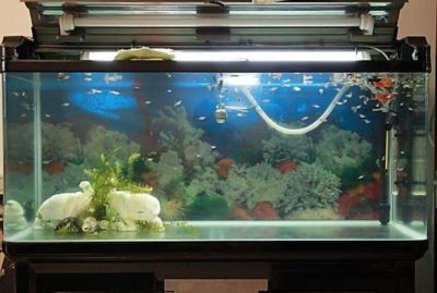 高錳酸鉀、二氧化氯、二氧化氯、鹽水和殺菌燈可以用來消毒：水族箱消毒的基本原理