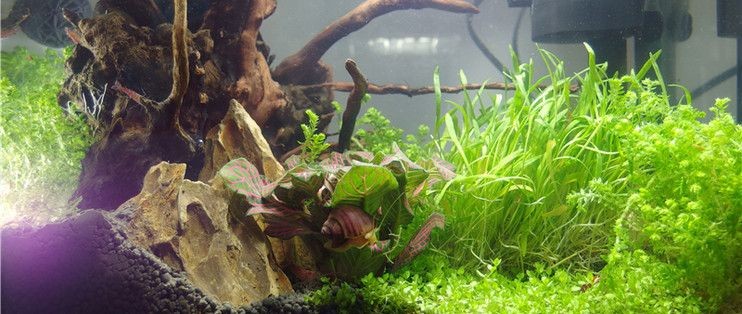 樹凈魚缸怎么樣:樹凈魚缸品牌推薦 魚缸百科 第4張 樹凈魚缸怎么樣:樹凈魚缸品牌推薦 樹凈魚缸怎么樣:樹凈魚缸品牌推薦 魚缸百科 第4張
