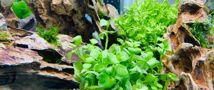 樹凈魚缸怎么樣:樹凈魚缸品牌推薦 魚缸百科 第1張 樹凈魚缸怎么樣:樹凈魚缸品牌推薦 樹凈魚缸怎么樣:樹凈魚缸品牌推薦 魚缸百科 第1張