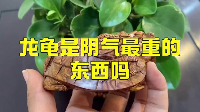 宅基地埋龍龜好不好