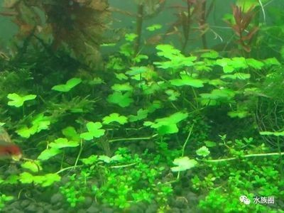 養龍魚可以放凈水藥嗎，，養龍魚可以放凈水藥嗎