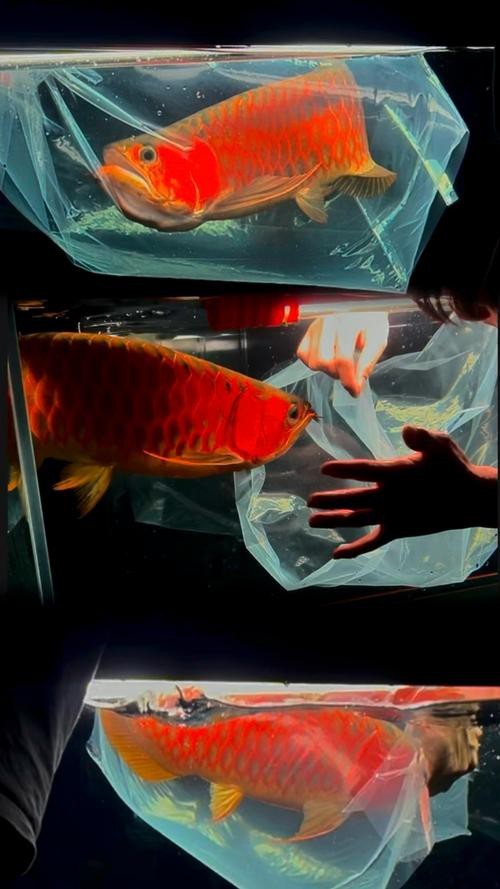 杭州龍魚打包公司