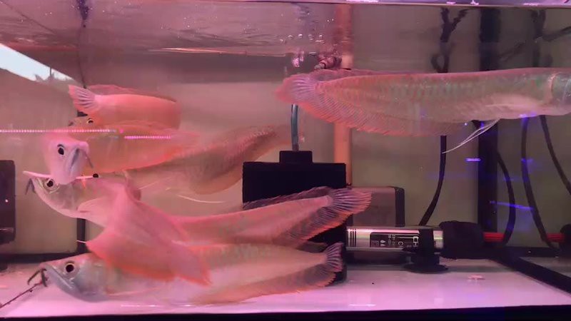 杭州龍魚(yú)打包公司