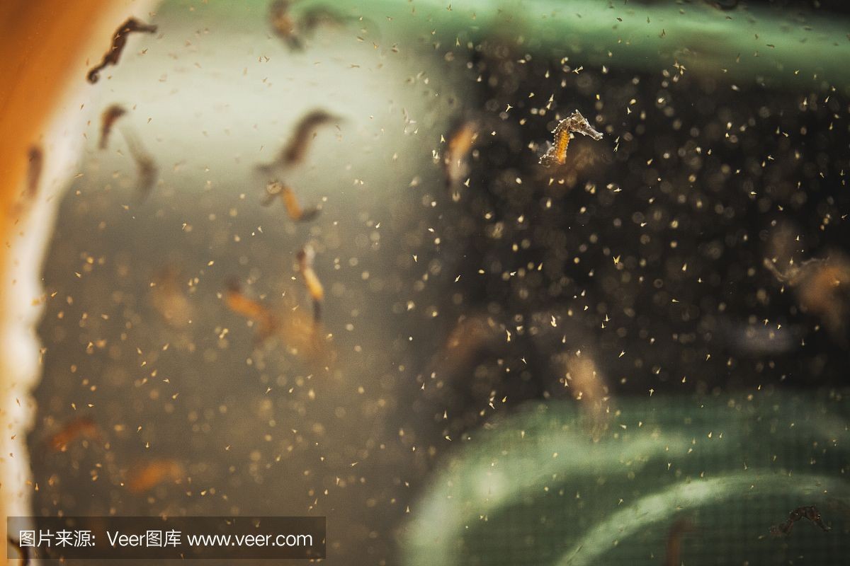 海馬魚缸養殖方法：根據搜索結果整理的海馬魚缸養殖方法：根據搜索結果整理海馬魚缸養殖方法