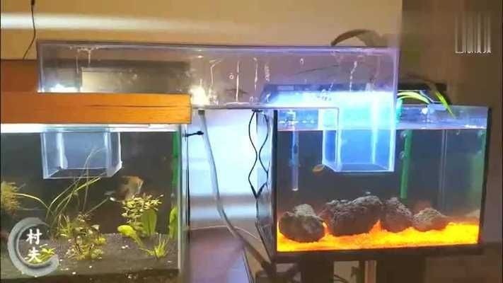 黑皖魚花鰱活體魚苗