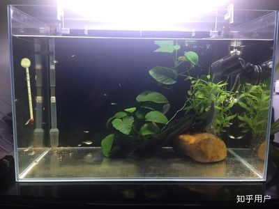 雷龍魚用什么缸養(yǎng)：關于雷龍魚飼養(yǎng)缸的選擇