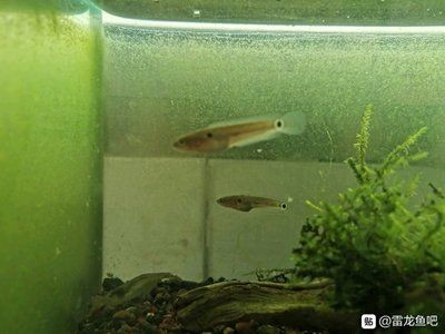 雷龍魚用什么缸養：關于雷龍魚飼養缸的選擇