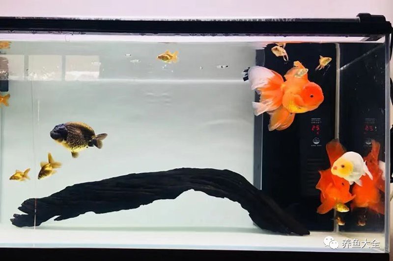 最簡單的養金魚方法
