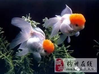 最簡單的養金魚方法