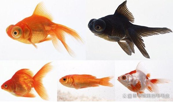 最簡單的養金魚方法