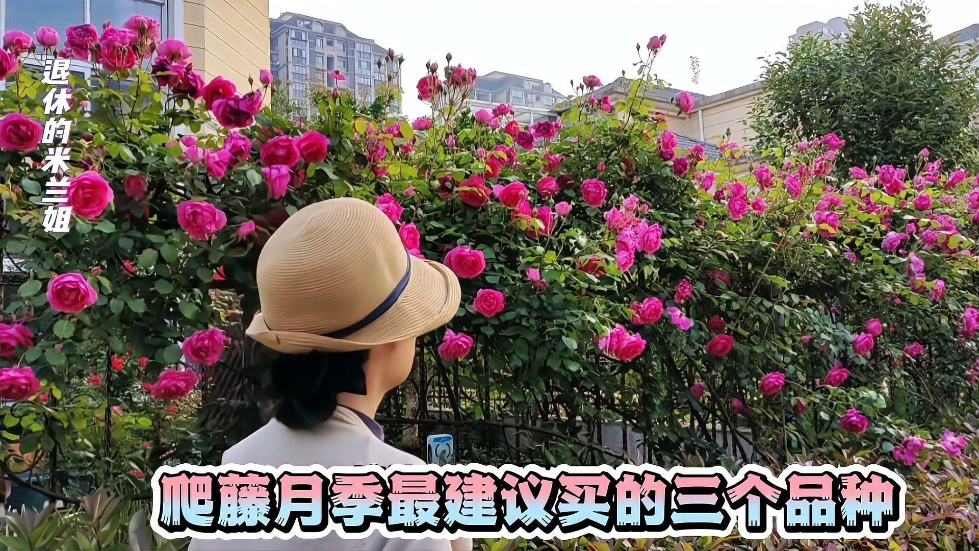 爬藤月季最建議買的三個品種