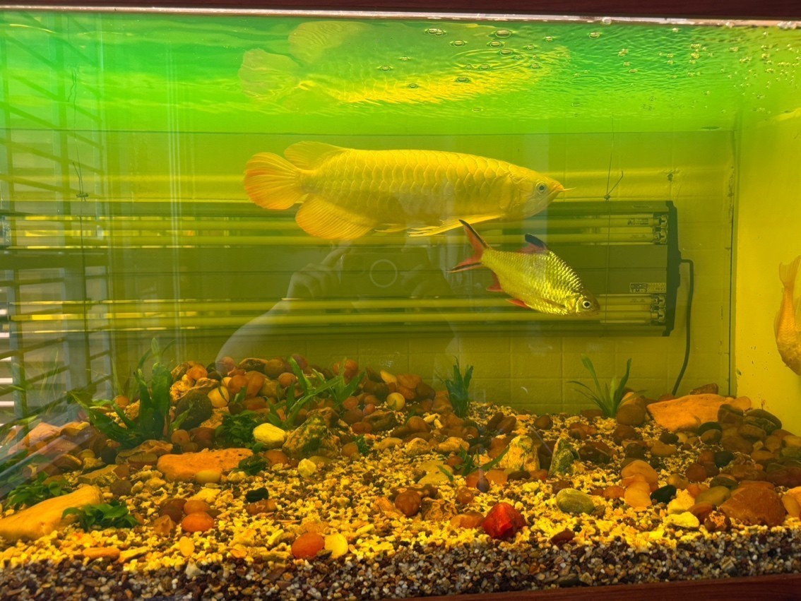 狙擊殺手 60CM 雷澤水庭 狙擊殺手 60CM 雷澤水庭 龍魚論壇 第1張