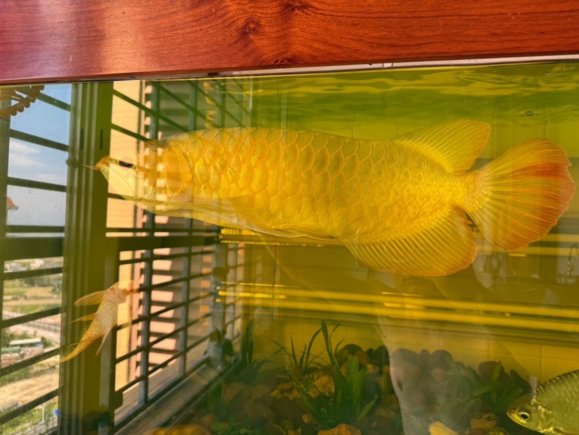 狙擊殺手 60CM 雷澤水庭 狙擊殺手 60CM 雷澤水庭 龍魚論壇 第2張