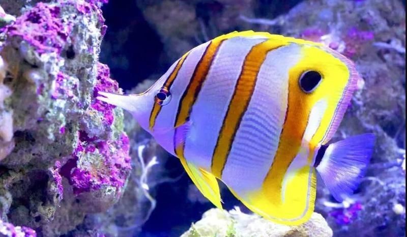 蝴蝶魚寓意