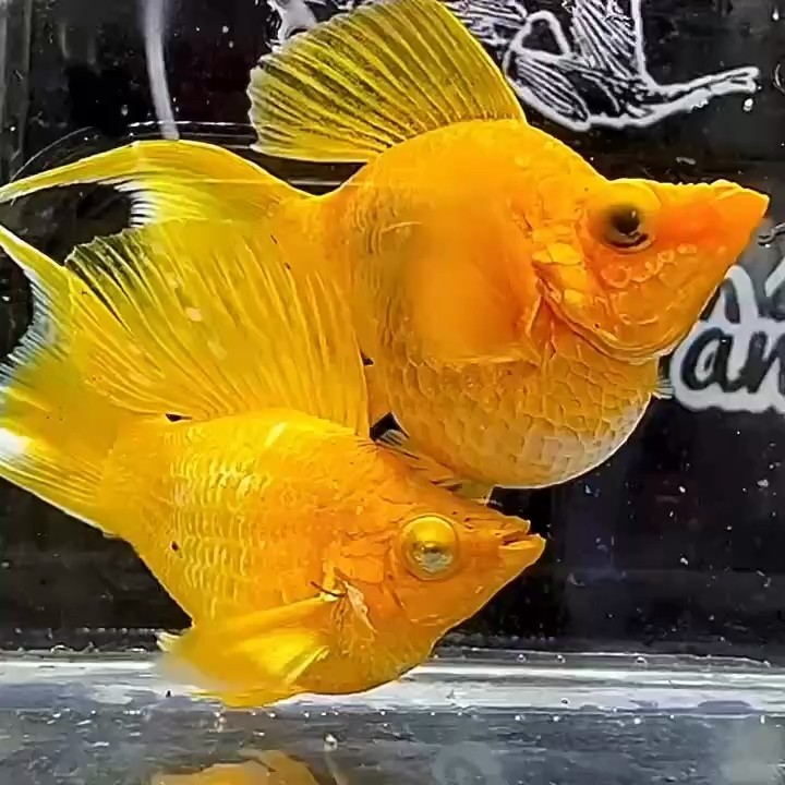 鉆石眼黃金瑪麗#孔雀魚#瑪麗魚 鉆石眼黃金瑪麗#孔雀魚#瑪麗魚 龍魚論壇