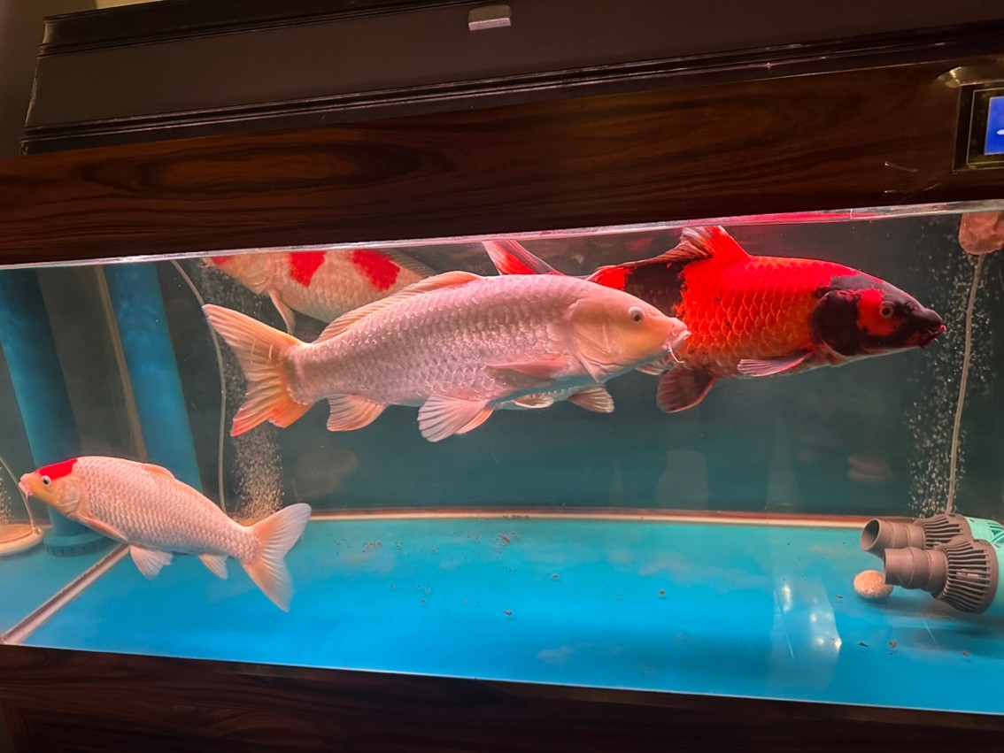 賽罕區(qū)魚樂圓水族館（魚樂園水族館）