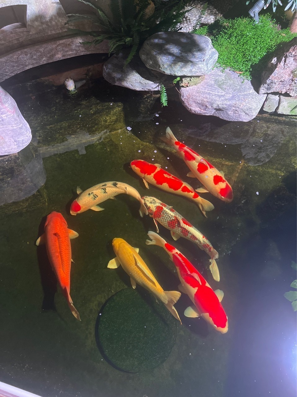 這一池密度可以喲