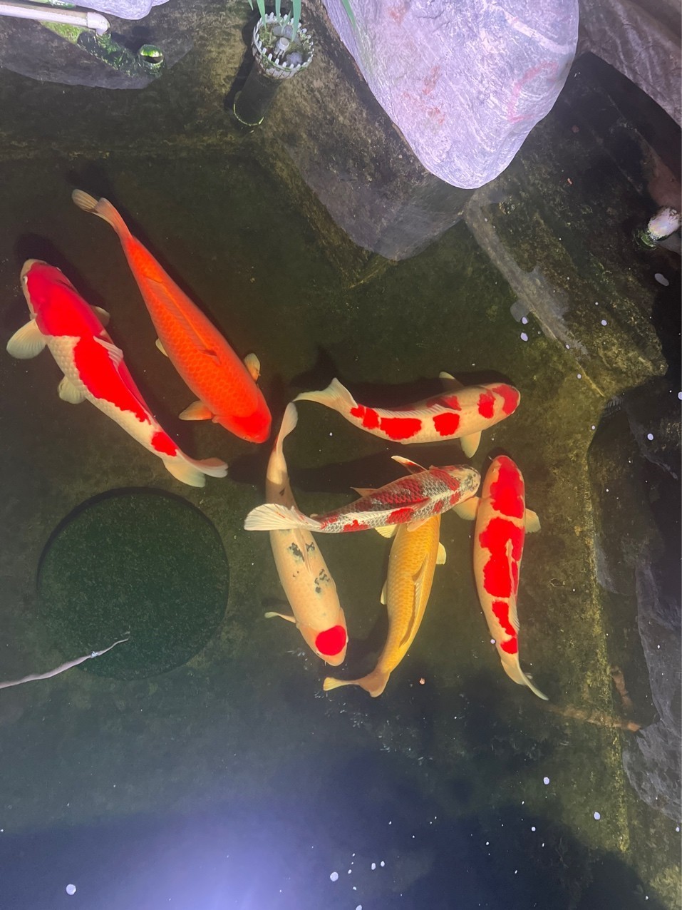 這一池密度可以喲