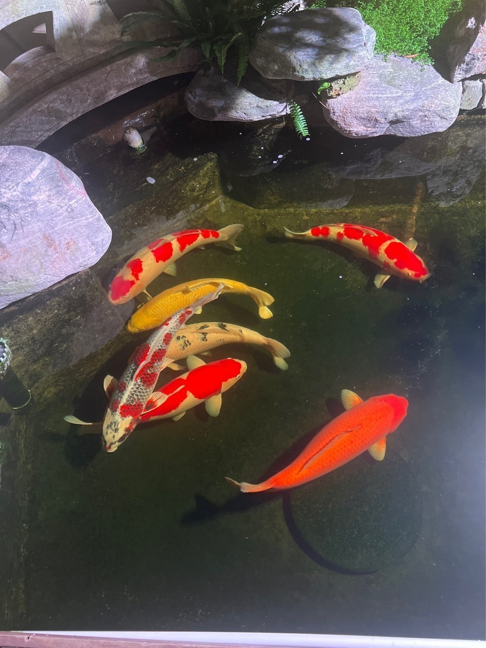 這一池密度可以喲