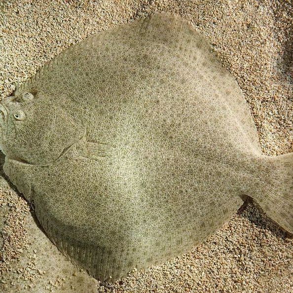 鰈魚的品種大全 鰈魚的品種大全 龍魚論壇
