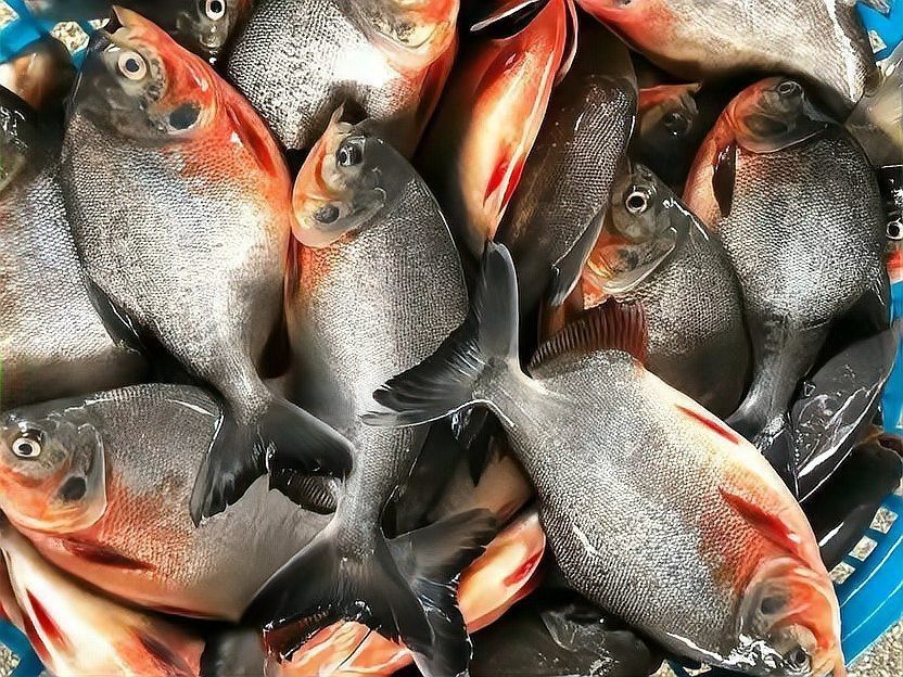 泗水紅龍魚為啥沒人吃