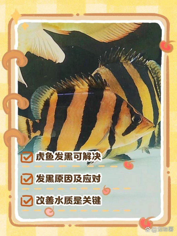 虎魚黑了最快恢復方法 虎魚黑了最快恢復方法 龍魚論壇 第3張