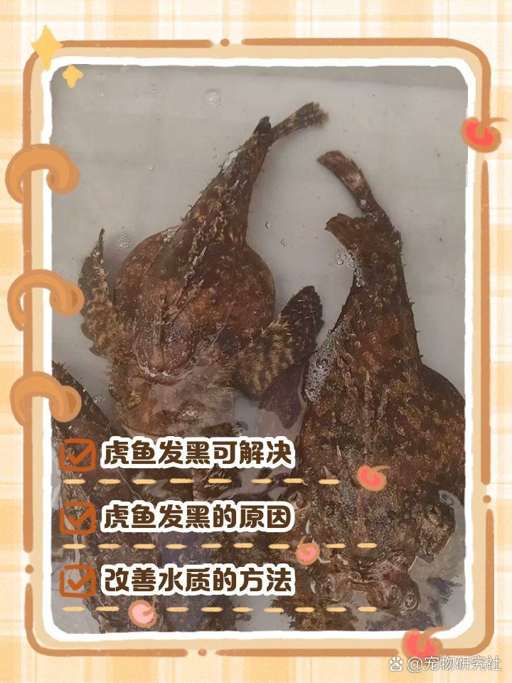 虎魚黑了最快恢復方法 虎魚黑了最快恢復方法 龍魚論壇 第1張