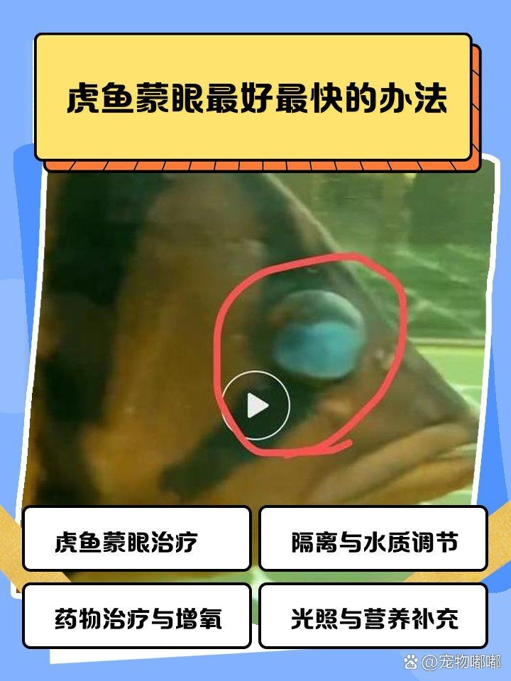 虎魚黑了最快恢復方法 虎魚黑了最快恢復方法 龍魚論壇 第8張