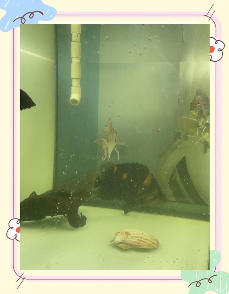 虎魚黑了最快恢復方法 虎魚黑了最快恢復方法 龍魚論壇 第10張