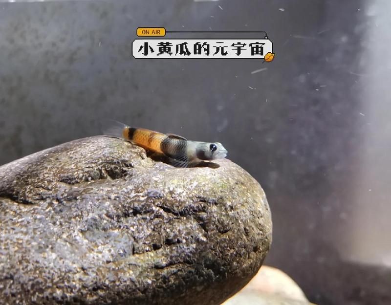 虎魚黑了最快恢復方法 虎魚黑了最快恢復方法 龍魚論壇 第12張