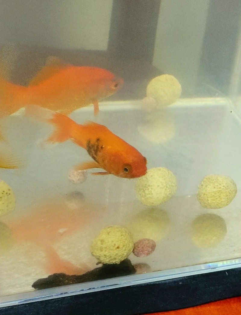 虎魚黑了最快恢復方法 虎魚黑了最快恢復方法 龍魚論壇 第16張