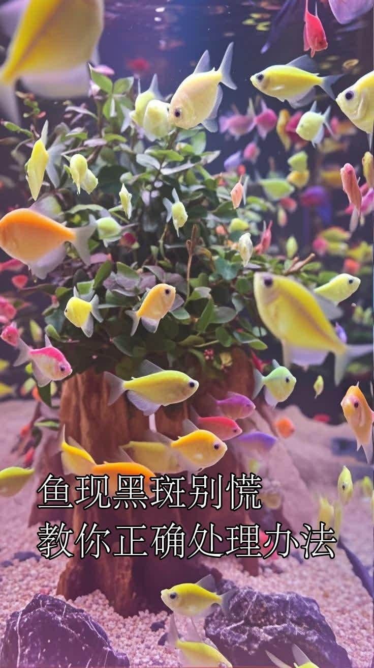 虎魚黑了最快恢復方法 虎魚黑了最快恢復方法 龍魚論壇 第14張