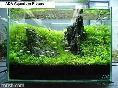 觀景小魚缸制作視頻教程：觀景小魚缸制作視頻教程：觀景小魚缸制作視頻