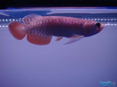 彩蝶魚缸官網報價查詢系統（彩蝶魚缸官方客服聯系方式彩蝶魚缸最新款式介紹）