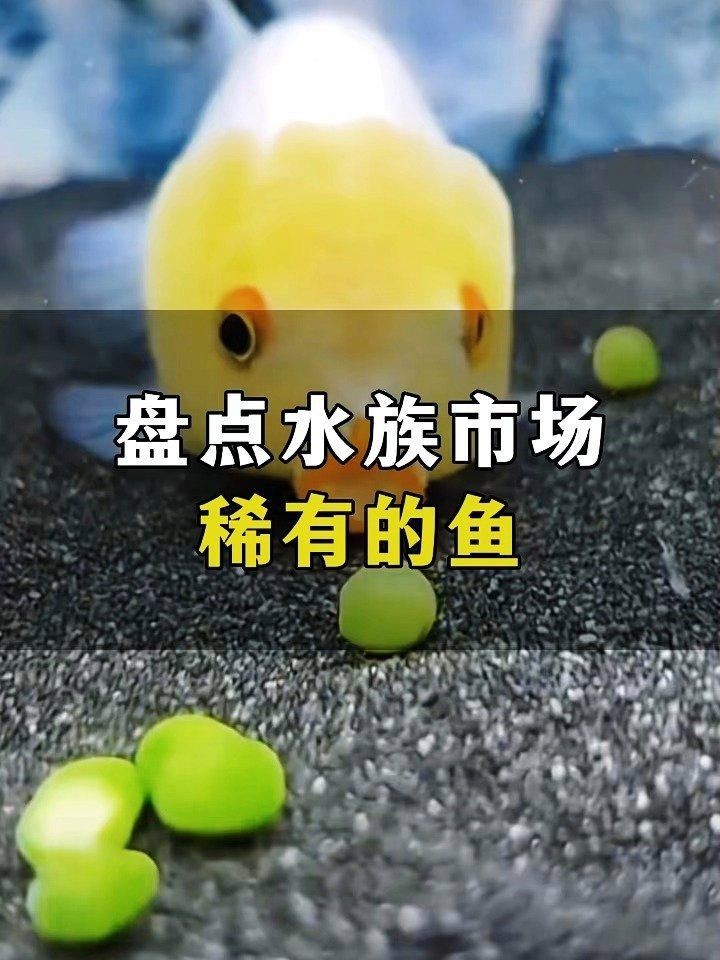 罕見觀賞魚種類大全