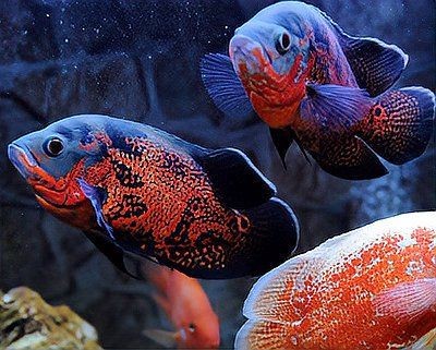 罕見觀賞魚種類大全