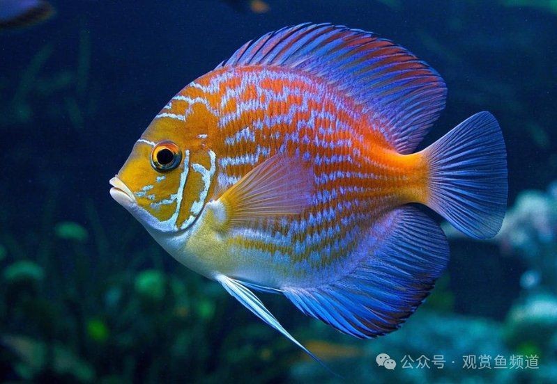 罕見觀賞魚種類大全