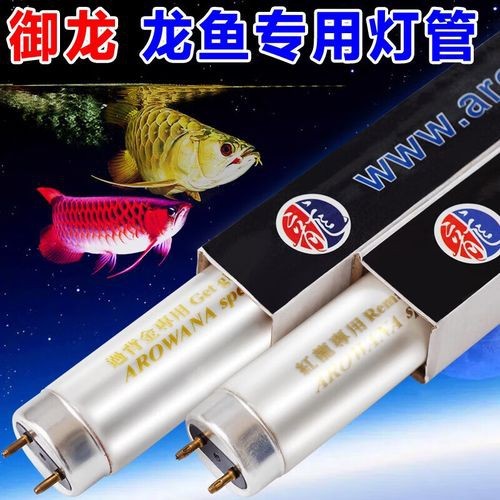 過背金龍魚燈的推薦品牌