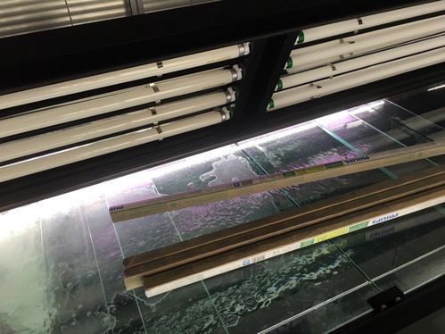 過背金龍魚燈的推薦品牌